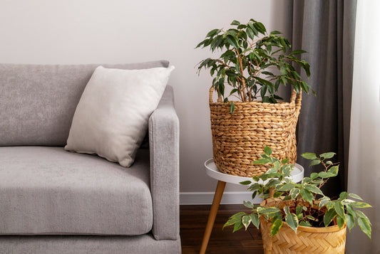 Cozy & Chic: How to Master the Boho Home Aesthetic